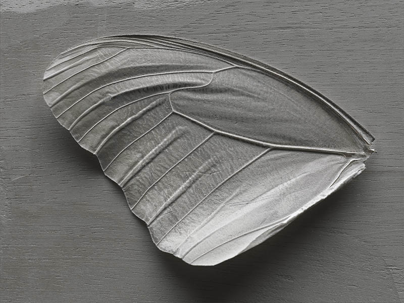 Oripeaux - Clairière, photographie achromatique, Fabien Ducrot