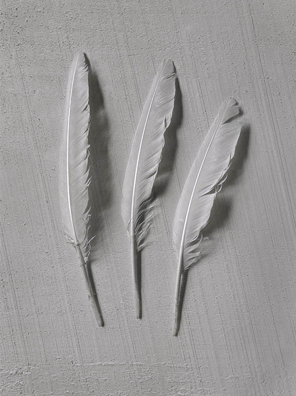 Oripeaux - Simultanéités, photographie achromatique, Fabien Ducrot